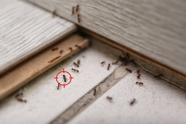 Best Termite Control Services  in Lake Meade, PA
