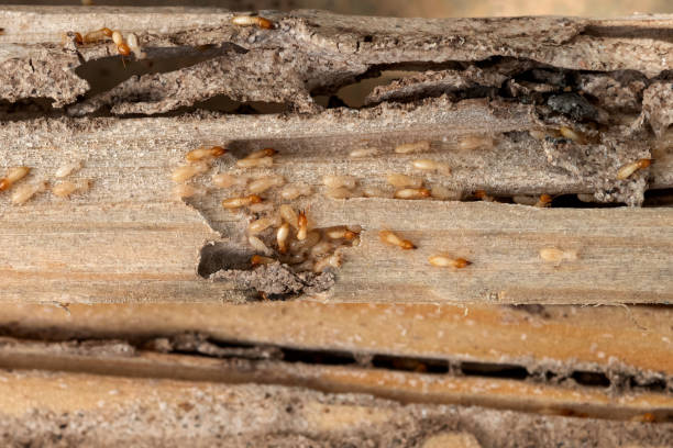 Best Wasp Removal Services  in Lake Meade, PA